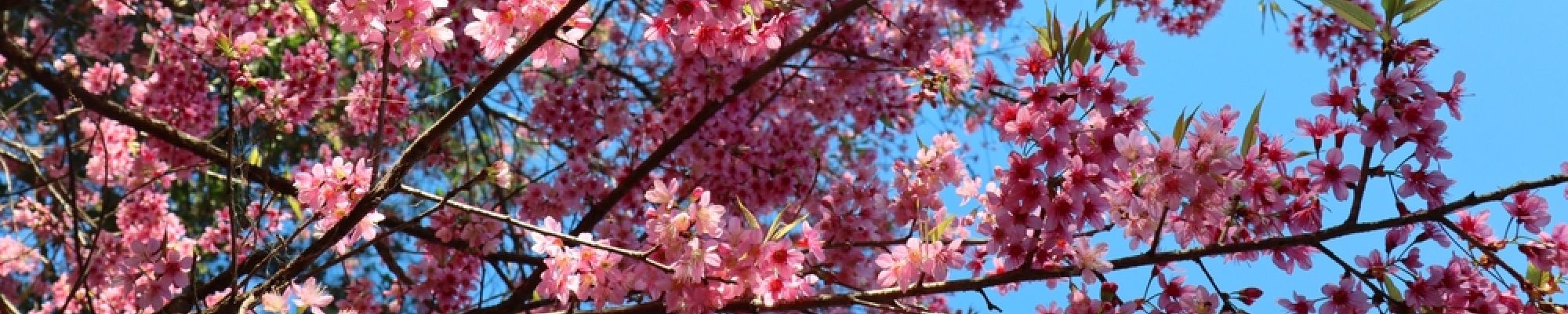 branches filled with blooming sakuras
