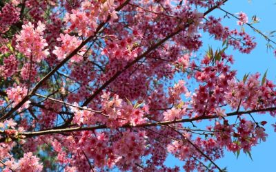 branches filled with blooming sakuras