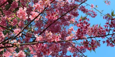 branches filled with blooming sakuras